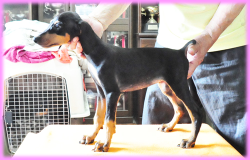 ドーベルマン メス 子犬販売の専門店 AngelWan 横浜 神奈川県