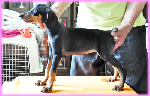 ドーベルマン メス 子犬販売の専門店 AngelWan 横浜 神奈川県