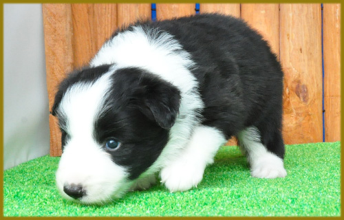 ボーダーコリー ブラック&ホワイト オス 子犬販売の専門店 AngelWan 横浜