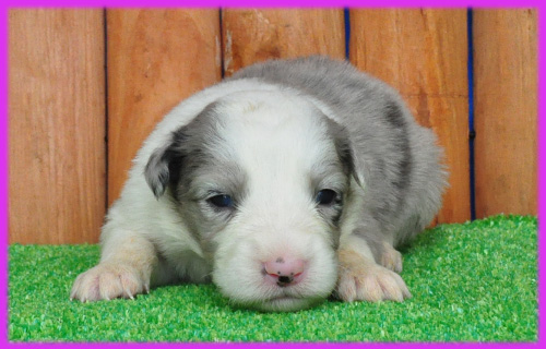 ボーダーコリー　ブルーマール　子犬販売の専門店　AngelWan　横浜　神奈川県