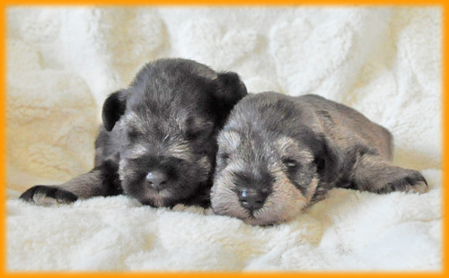 ミニチュアシュナウザー　ソルト＆ペッパー　オス　子犬販売の専門店　AneglWan