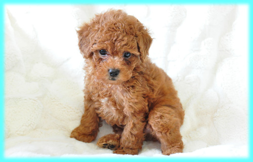 トイプードル　レッド　オス　子犬販売の専門店　AngelWan　横浜　神奈川県