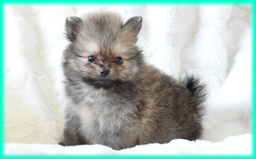 ポメラニアン　オレンジ　オス　子犬販売の専門店　AngelWan　横浜　神奈川県