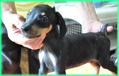 ドーベルマン オス 子犬販売の専門店 AngelWan 横浜 神奈川県