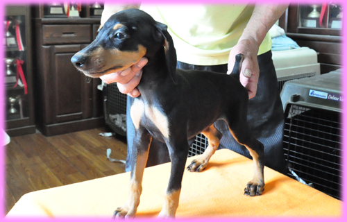 ドーベルマン メス 子犬販売の専門店 AngelWan 横浜 神奈川県