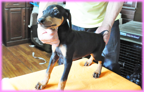 ドーベルマン メス 子犬販売の専門店 AngelWan 横浜 神奈川県