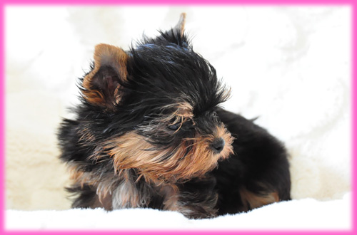 ヨークシャーテリア　スチールブルー＆タン　メス　子犬販売の専門店　AngelWan　横浜