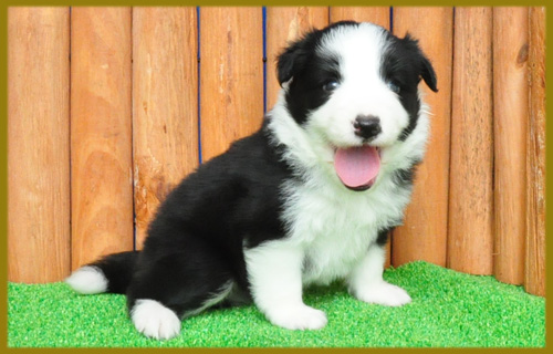 ボーダーコリー ブラック&ホワイト 子犬販売の専門店 AngelWan 横浜