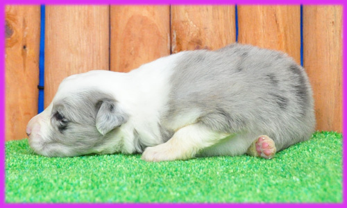 ボーダーコリー　ブルーマール　子犬販売の専門店　AngelWan　横浜　神奈川県