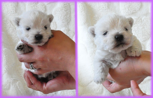ウエストハイランドホワイトテリア　オス　子犬販売の専門店　AngelWan　横浜
