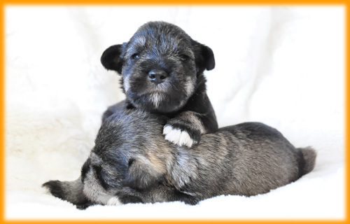 ミニチュアシュナウザー　ソルト＆ペッパー　オス　子犬販売の専門店　AngelWan