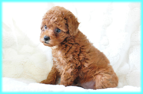 トイプードル　レッド　子犬販売の専門店　AngelWan　横浜　神奈川県