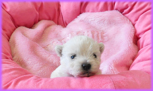 ウエストハイランドホワイトテリア　オス　子犬販売の専門店　AngelWan　横浜