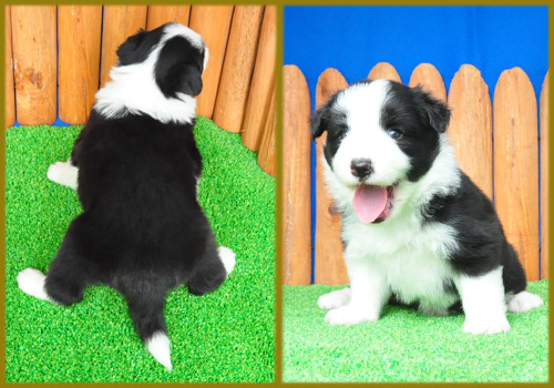 ボーダーコリー ブラック&ホワイト 子犬販売の専門店 AngelWan 横浜