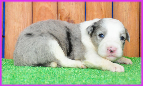 ボーダーコリー　ブルーマール　子犬販売の専門店　AngelWan　横浜　神奈川県