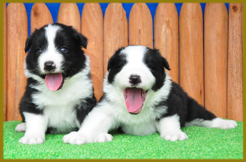 ボーダーコリー ブラック&ホワイト オス 子犬販売の専門店 AngelWan 横浜