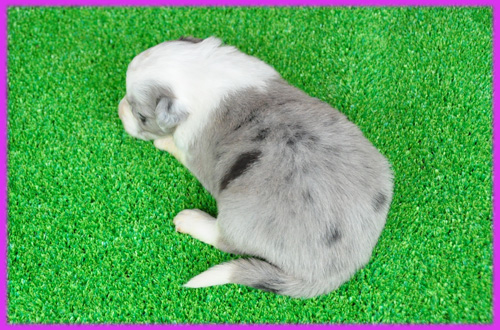 ボーダーコリー　ブルーマール　子犬販売の専門店　AngelWan　横浜　神奈川県