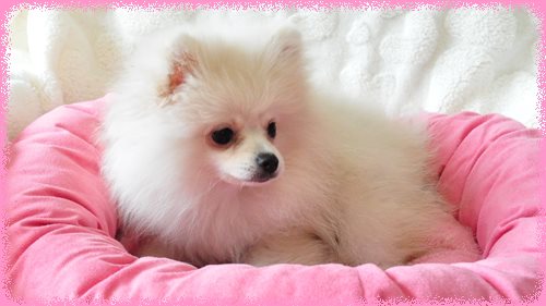 ポメラニアン　ブリーダー子犬販売専門店　Angel wan 東京　神奈川　千葉