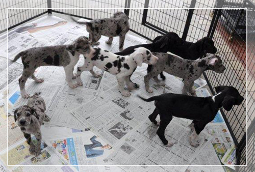 グレートデン ブリーダー子犬販売専門店 Angel Wan 東京 神奈川 千葉