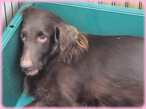 フラットコーテッドレトリバー ブリーダー子犬販売専門店　Angel wan 東京　神奈川　千葉