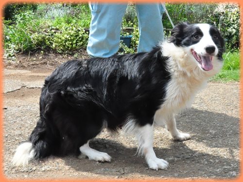 ボーダーコリー ブリーダー子犬販売専門店　Angel wan 東京　神奈川　千葉