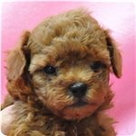 トイプードル ブリーダー子犬販売専門店 Angel wan 横浜