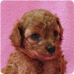 トイプードル　ブリーダー子犬販売専門店　Angel wan 横浜