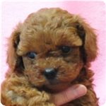 トイプードル ブリーダー子犬販売専門店 Angel wan 横浜