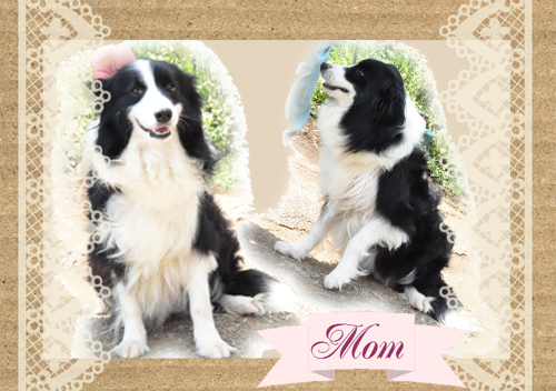 ボーダーコリー ブリーダー子犬販売専門店 Angel Wan 東京 神奈川 千葉