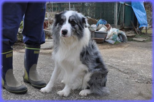 ボーダーコリー ブリーダー子犬販売専門店　Angel wan 東京　神奈川　千葉