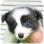 ボーダーコリー ブリーダー子犬販売専門店　Angel Wan　横浜