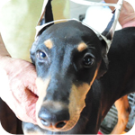 ドーベルマン　メス　子犬販売の専門店　AngelWan　横浜　神奈川県