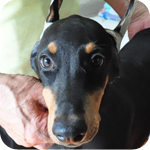 ドーベルマン メス 子犬販売の専門店 AngelWan 横浜 神奈川県