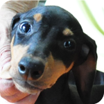 ドーベルマン メス 子犬販売の専門店 AngelWan 横浜 神奈川県