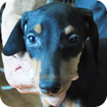 ドーベルマン メス 子犬販売の専門店 AngelWan 横浜 神奈川県