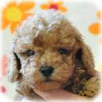 トイプードル ブリーダー子犬販売専門店 Angel Wan 横浜