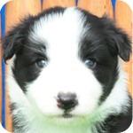 ボーダーコリー ブラック&ホワイト オス 子犬販売の専門店 AngelWan 横浜