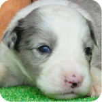 ボーダーコリー　ブルーマール　子犬販売の専門店　AngelWan　横浜　神奈川県