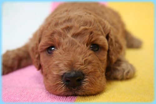 ゴールデンドゥードル ブリーダー子犬販売専門店 Angel wan 東京 神奈川 千葉