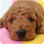 ゴールデンドゥードル ブリーダー子犬販売専門店 Angel wan 横浜