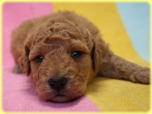 ゴールデンドゥードル　ブリーダー子犬販売専門店　Angel wan 東京　神奈川　千葉