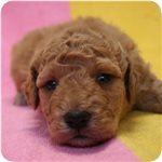 ゴールデンドゥードル　ブリーダー子犬販売専門店　Angel wan 横浜