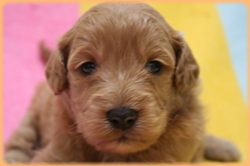 ゴールデンドゥードル　ブリーダー子犬販売専門店　Angel wan 東京　神奈川　千葉