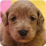 ゴールデンドゥードル　ブリーダー子犬販売専門店　Angel wan 横浜