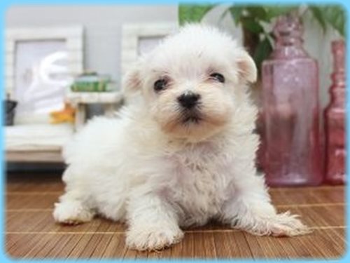 マルチーズ ブリーダー子犬販売専門店　Angel wan 東京　神奈川　千葉