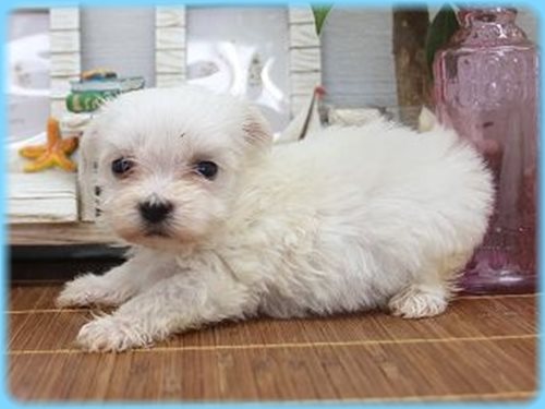 マルチーズ ブリーダー子犬販売専門店　Angel wan 東京　神奈川　千葉