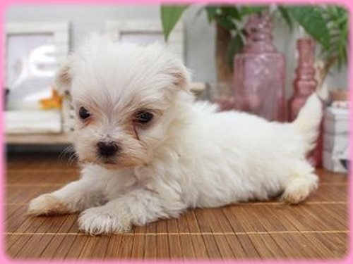 マルチーズ ブリーダー子犬販売専門店 Angel wan 東京 神奈川 千葉