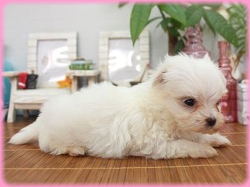 マルチーズ ブリーダー子犬販売専門店 Angel wan 東京 神奈川 千葉