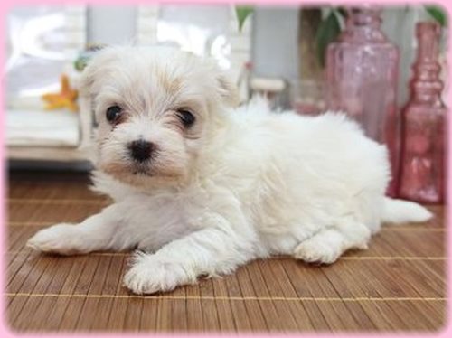 マルチーズ ブリーダー子犬販売専門店 Angel wan 東京 神奈川 千葉