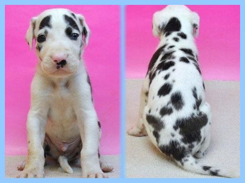 グレートデーン　ブリーダー子犬販売専門店　Angel wan 東京　神奈川　千葉